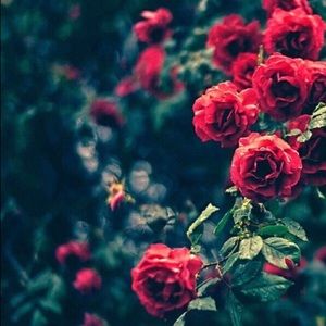 Meet your Posher, Jaterria